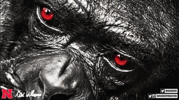 150310---Coach-Williams---Gorilla-2