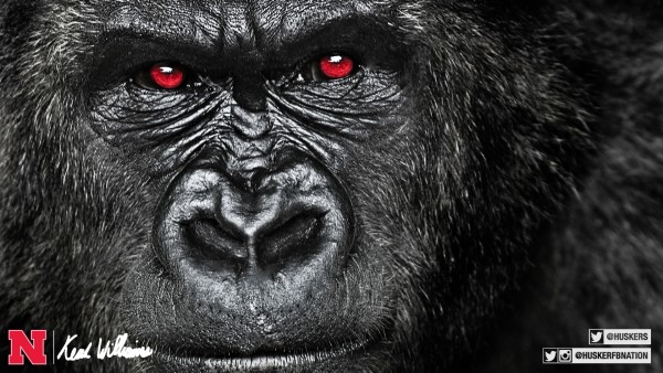 150310---Coach-Williams---Gorilla