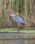 200505 Birding AW 0142 35x44 - Wildlife