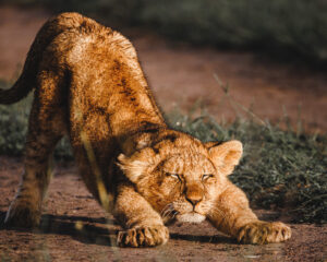 230405 African Safari AW 00156 300x240 - Downward Cat (Limited Edition)