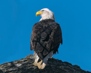 190108 Birding AW 0204 Edit 300x240 - Perching Bald Eagle