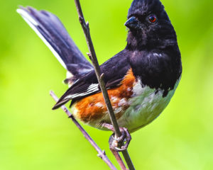 190628 Birding AW 0142 300x240 - Eastern Towhee