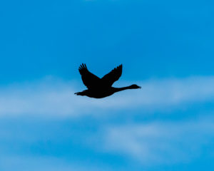 200102 Birding AW 1200 300x240 - Tundra Swan Silhouette