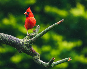 200505 Birding AW 0558 300x240 - Cardinal in Rain