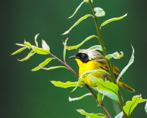 200519 Wildlife Walk AW 0130 Edit Edit 300x240 - Common Yellowthroat