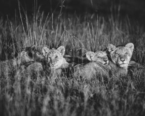 230405 African Safari AW 00074 300x240 - Napping Cubs