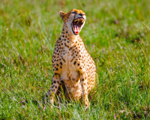 230405 African Safari AW 00857 1 300x240 - Yawning Cheetah