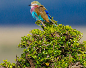 230406 African Safari AW 00121 300x240 - Lilac-Breasted Roller