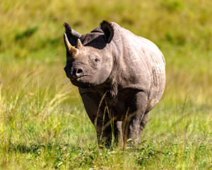 230407 African Safari AW 00908 300x240 - Young Black Rhino