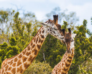 230408 African Safari AW 00543 300x240 - Necking Giraffes (Limited Edition)