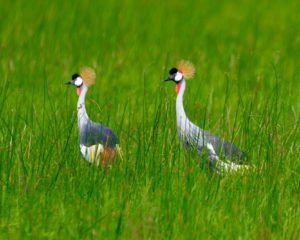 230408 African Safari AW 00682 300x240 - Grey Crowned Cranes