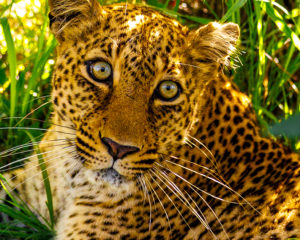 230409 African Safari AW 00945 300x240 - The Eyes Have It