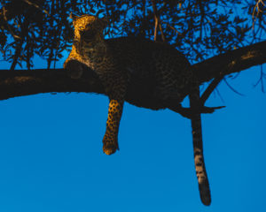 230410 African Safari AW 00451 Edit 300x240 - Leopard in Tree