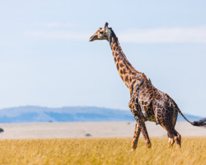 230410 African Safari AW 00709 300x240 - Strutting Giraffe