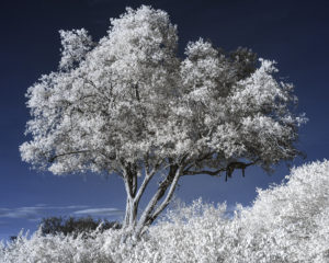 230410 African Safari AW 01234 Edit copy 1 300x240 - Bahati in IR (Limited Edition)