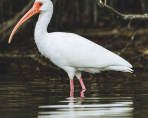 200215 Wenstrand Family Vacation AW 0168 Edit 300x240 - White Ibis