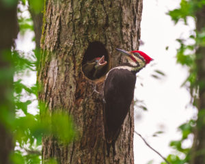 200519 Wildlife Walk AW 0095 300x240 - Pileated Woodpecker Babies