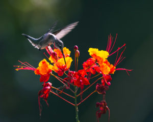 200702 Wenstrands in Texas AW 0217 300x240 - Black Chinned Hummingbird