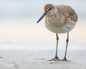 220227 Birding AW 00744 300x240 - Willet