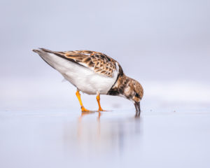 231212 Wenstrands in Florida AW 00485 300x240 - Ruddy Turnstone